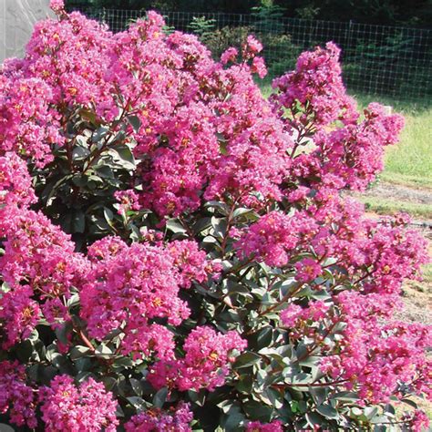 The Science behind the Vibrant Colors of Crepe Myrtle Lumin Magic